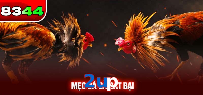 Đá gà 2up có sức hấp dẫn