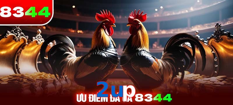 Thể loại đá gà 2up được ưa chuộng